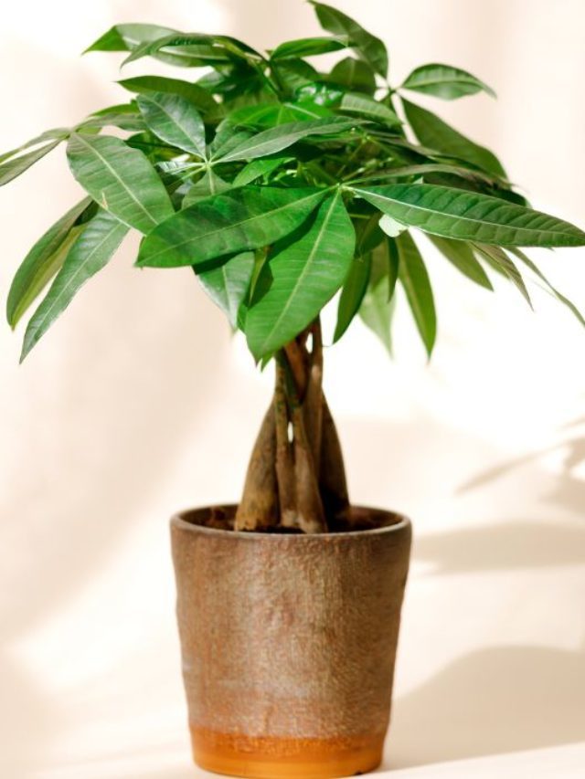 How Can You Tell If A Money Tree Has Root Rot? & How To Revive It