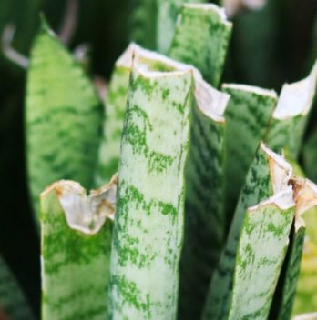 cropped-Snake-Plant-Broken-Leaves-7-Things-You-Should-Know-In-Order-To-Maintain-Healthy-Snake-Plant-Leaves.jpg