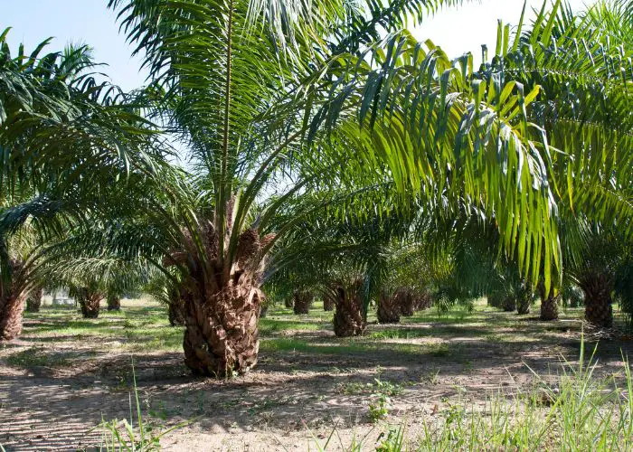  do palm trees produce oxygen