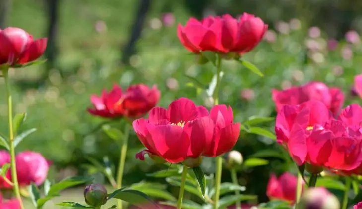 A Guide On How To Root A Peony