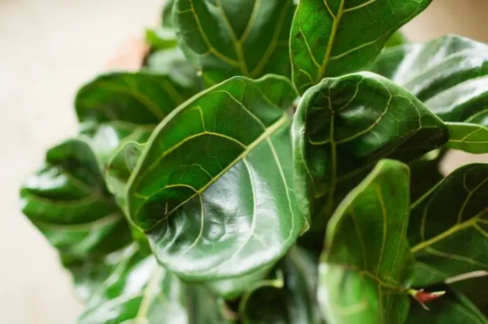 About Fiddle Leaf