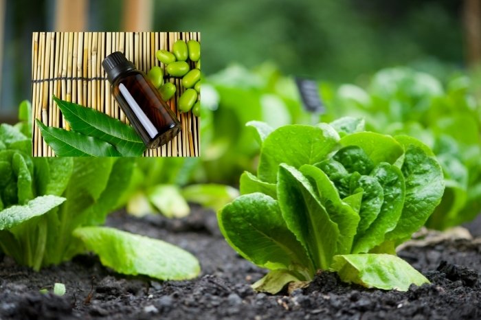 Benefits Of Using Neem Oil On Lettuce
