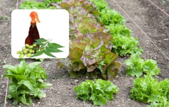 Can You Use Neem Oil On Lettuce As A Pesticide