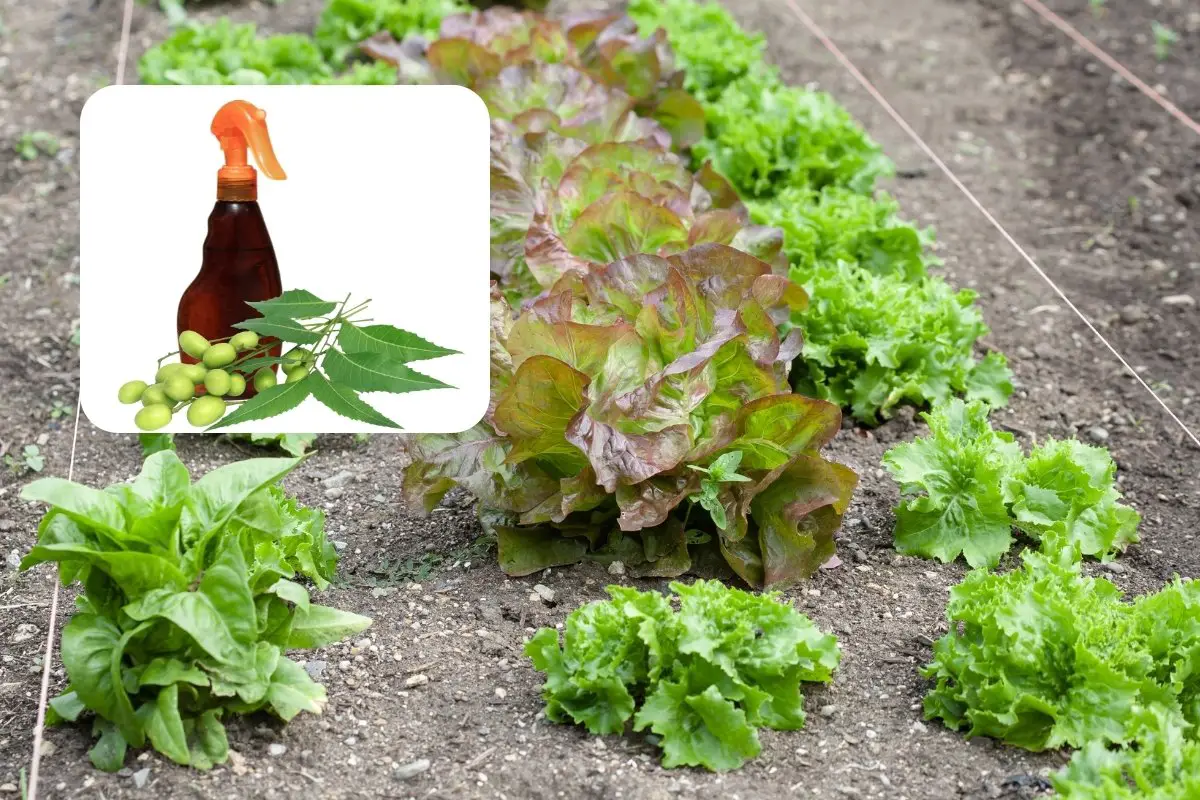 Can You Use Neem Oil On Lettuce As A Pesticide