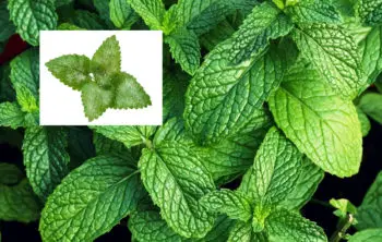 Causes And Treatment For Mint Plant White Spots