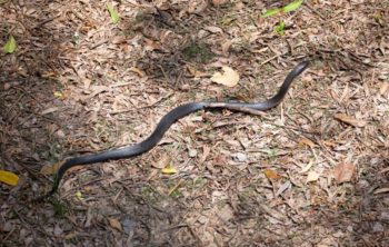 Do Snakes Like Rubber Mulch - Facts