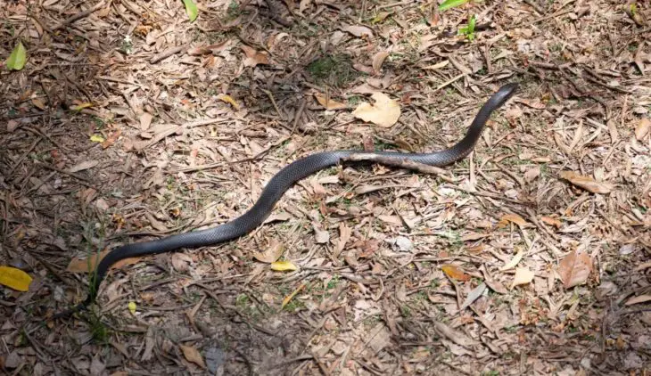 Do Snakes Like Rubber Mulch - Facts