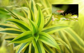 Do Spider Plants Attract Bugs?