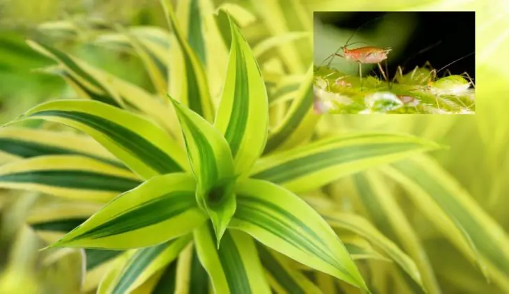 Do Spider Plants Attract Bugs?