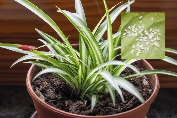 Do Spider Plants Attract Bugs? Let's Find Out