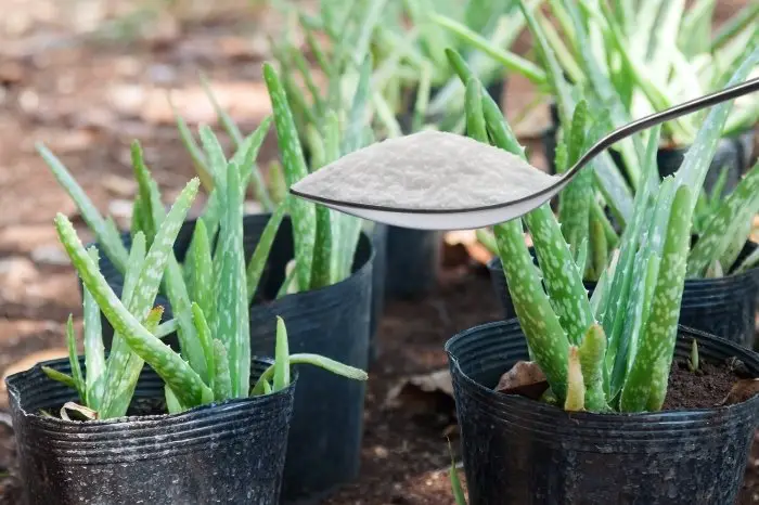 Fertilize Your Aloe Vera Plants