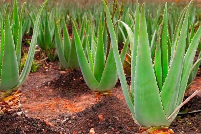 Flat Aloe Leaves Causes