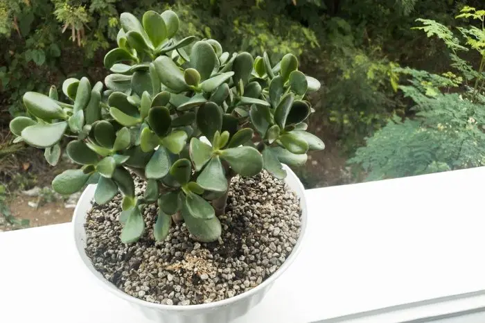 Growing Jade Plant