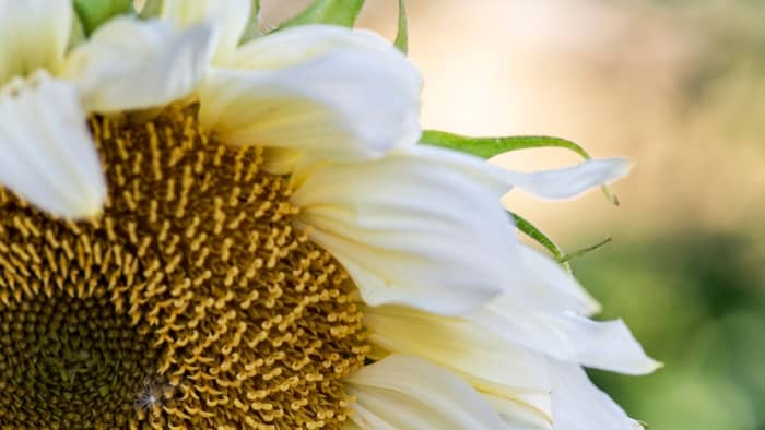 How To Stop Sunflower Petals Turning White