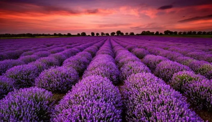 Is Lavender A Bush Or A Flower