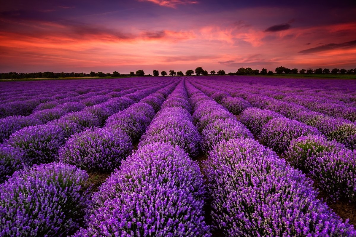 Is Lavender A Bush Or A Flower