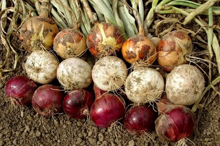 Onion - A Tuber Or Vegetable