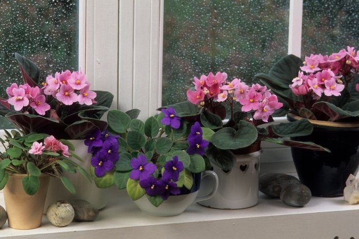 Plants That Grow In Shallow Containers - African Violet