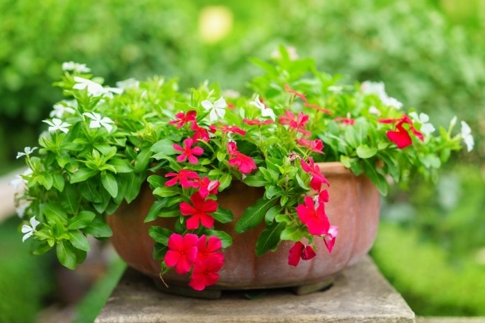 Plants That Grow In Shallow Containers - Vincas