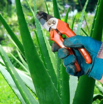 Pruning An Overgrown Aloe Plant