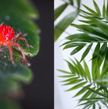 Spider Mites On A Cat Palm
