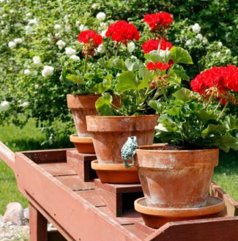 Top 26 Best Plants That Grow In Shallow Containers