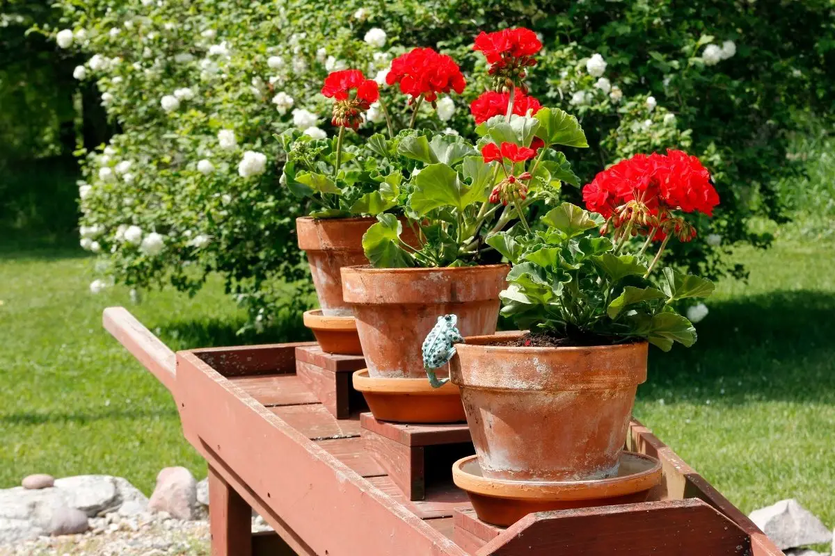 Top 26 Best Plants That Grow In Shallow Containers