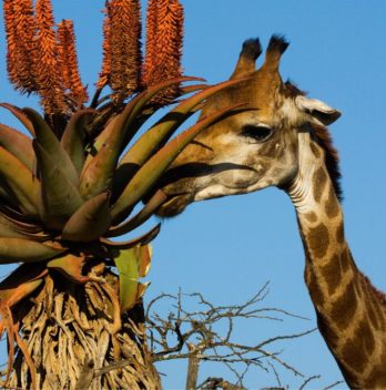 What Animals Eat Aloe Vera Plants