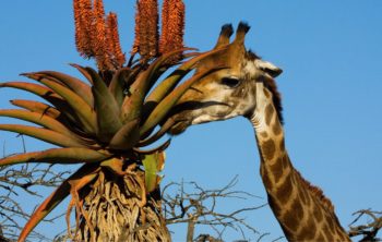 What Animals Eat Aloe Vera Plants