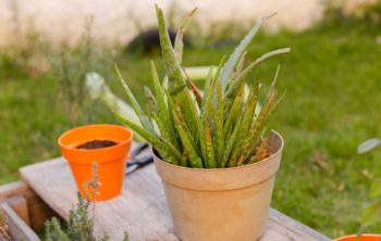 What Causes Flat Aloe Leaves