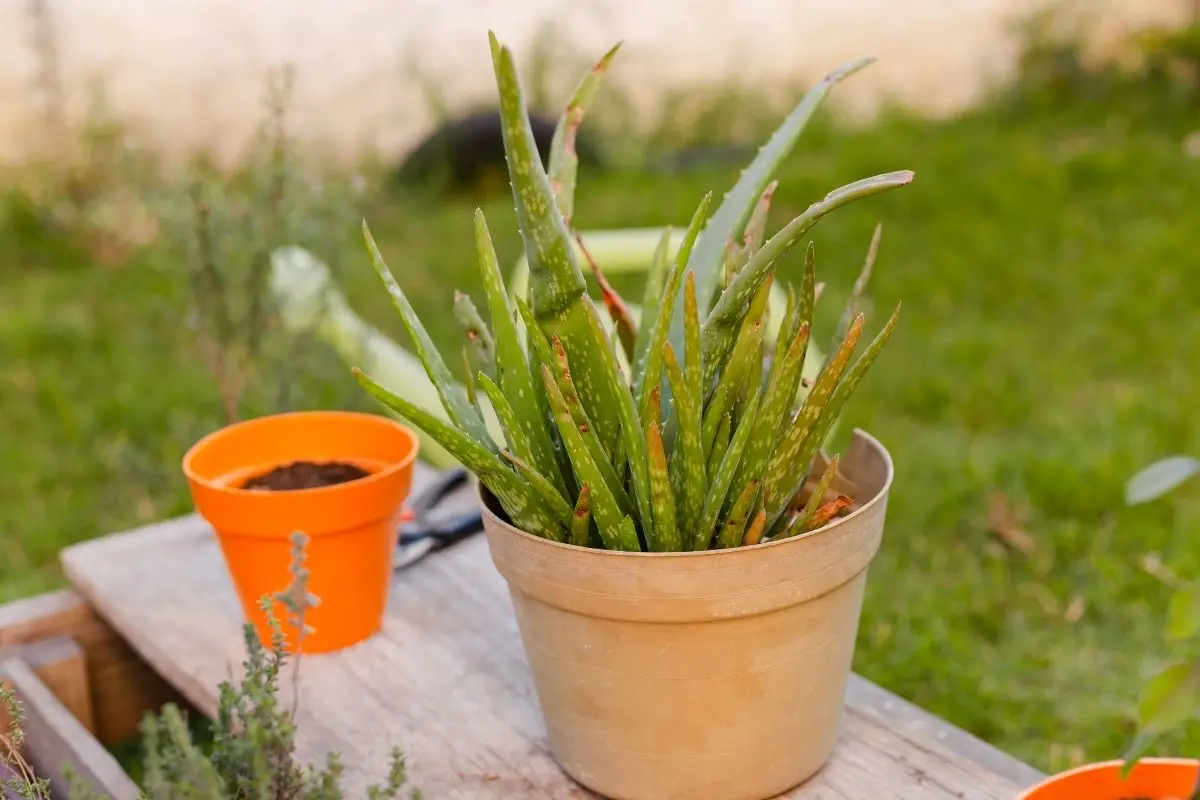 What Causes Flat Aloe Leaves