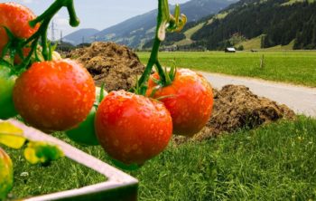 What Is The Best Manure For Tomatoes