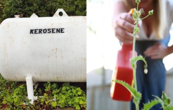 Will Kerosene Kill Weeds - The Truth