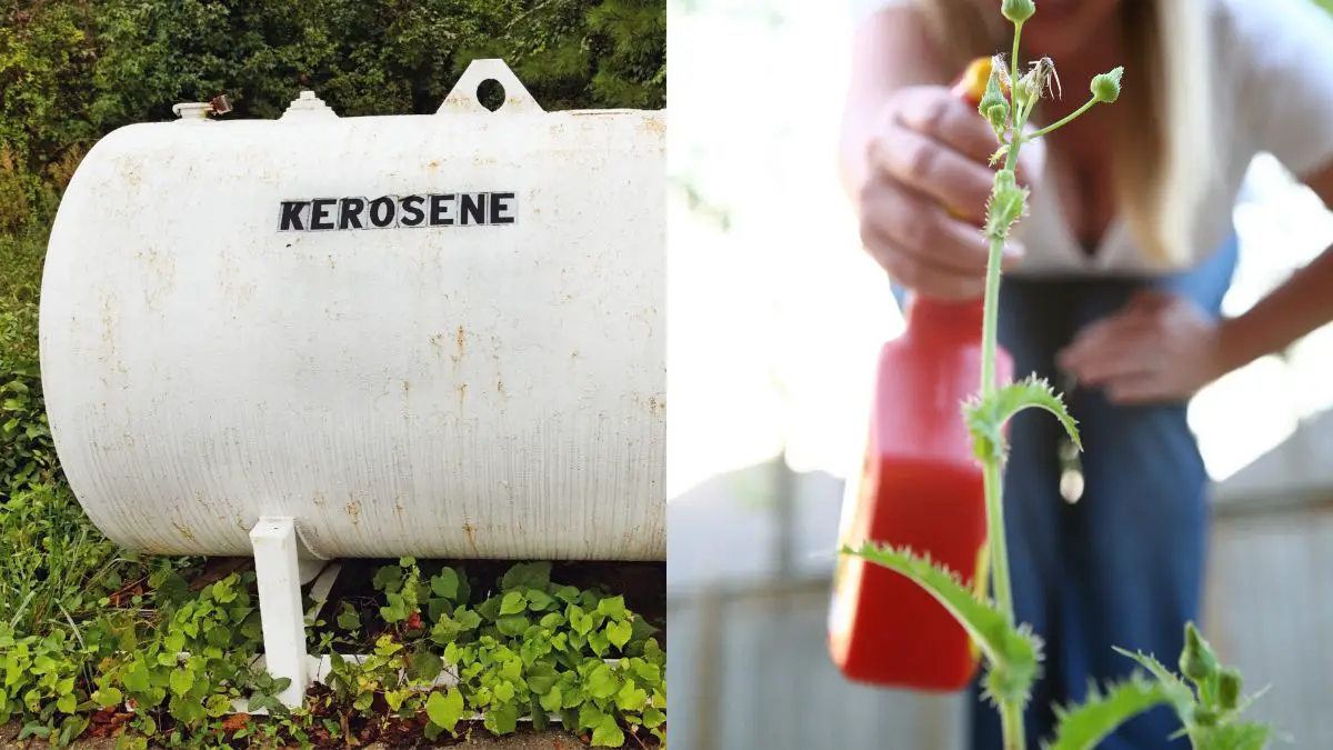Will Kerosene Kill Weeds - The Truth