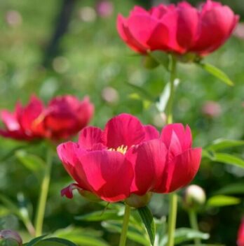 A Guide On How To Root A Peony