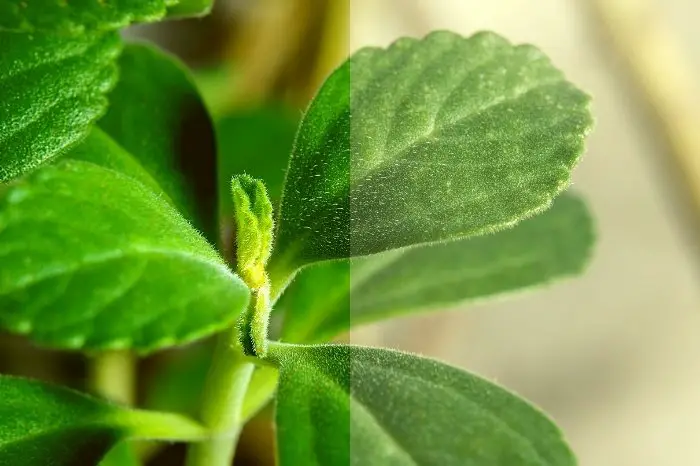 Difference Between A Plant With Light Green Leaves And Normal Green Leaves
