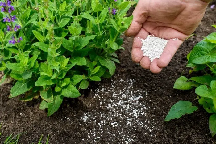 Factors To Consider When Buying Rose Fertilizer