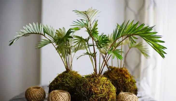 How To Carry Out Palm Plant Identification