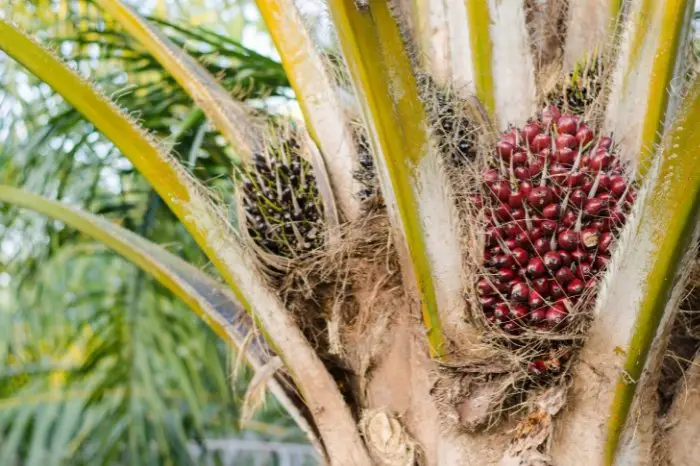 How To Carry Out Palm Plant Identification - Look At The Fruit