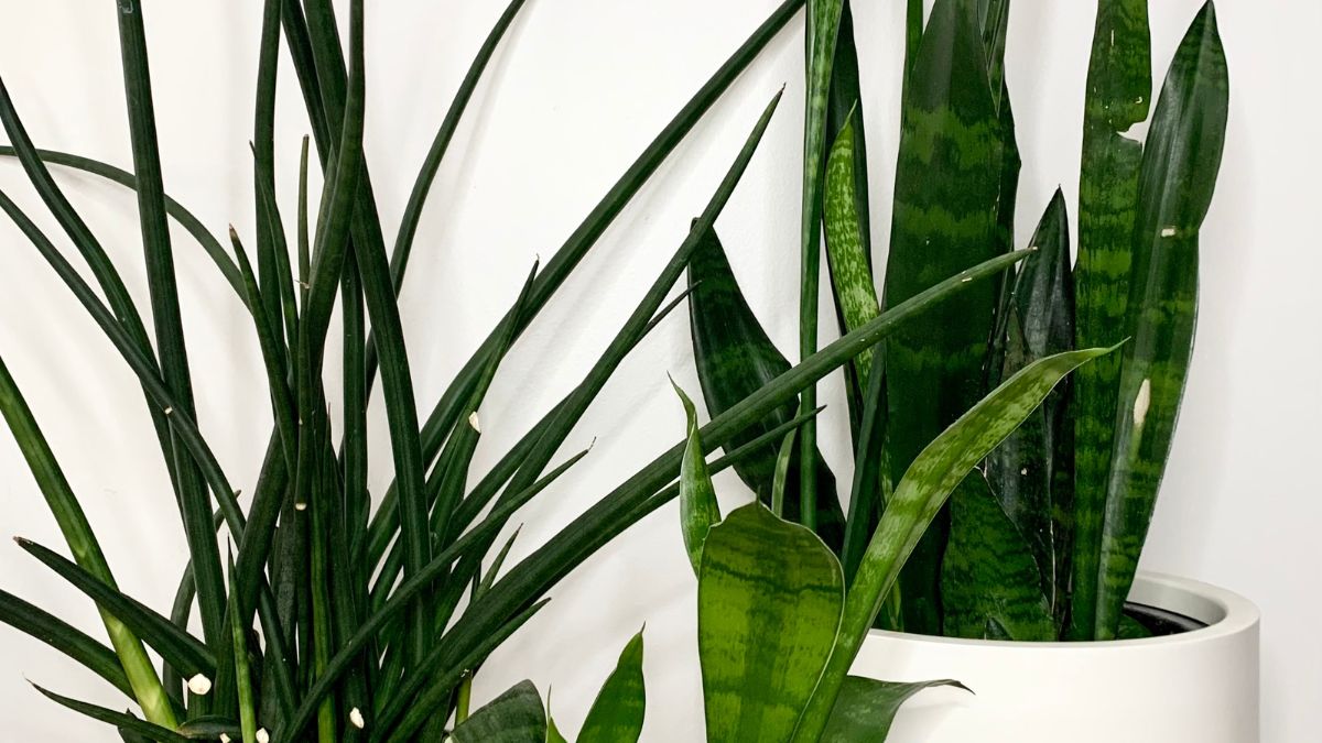 How To Fix A Snake Plant With Damaged Leaves