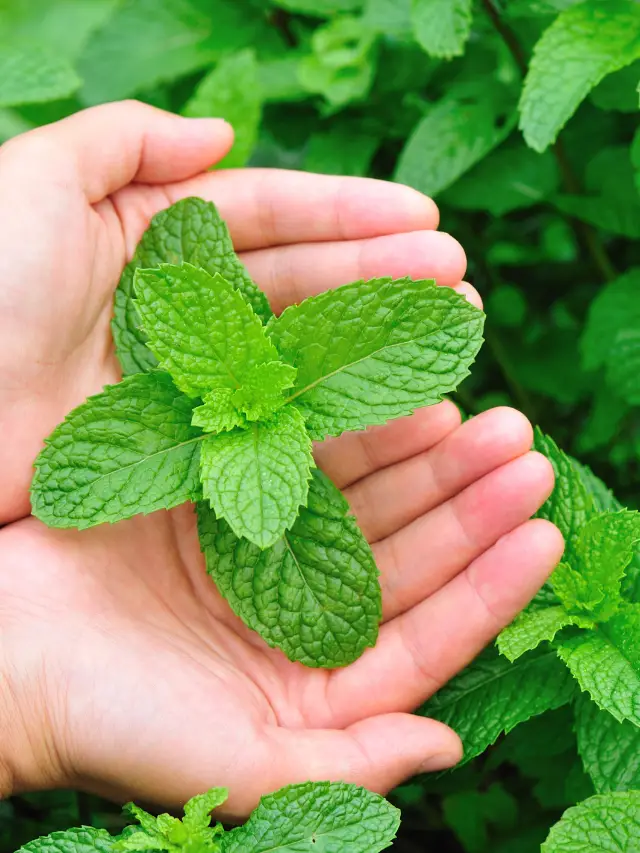 Causes And Treatment For Mint Plant White Spots- An Expert Advice