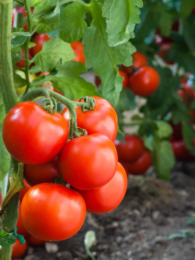 What Is The Best Manure For Tomatoes?- A Manure Composting Guide