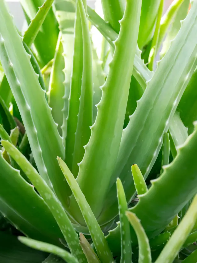 Best Tips To Prune An Overgrown Aloe Plant