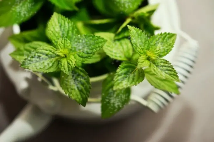 Mint Plant White Spots - What Are they
