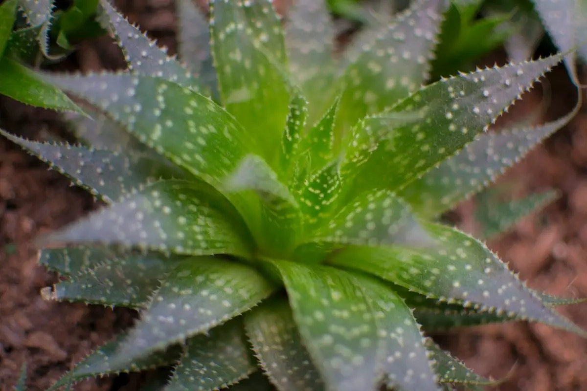 What Do White Spots On Aloes Mean