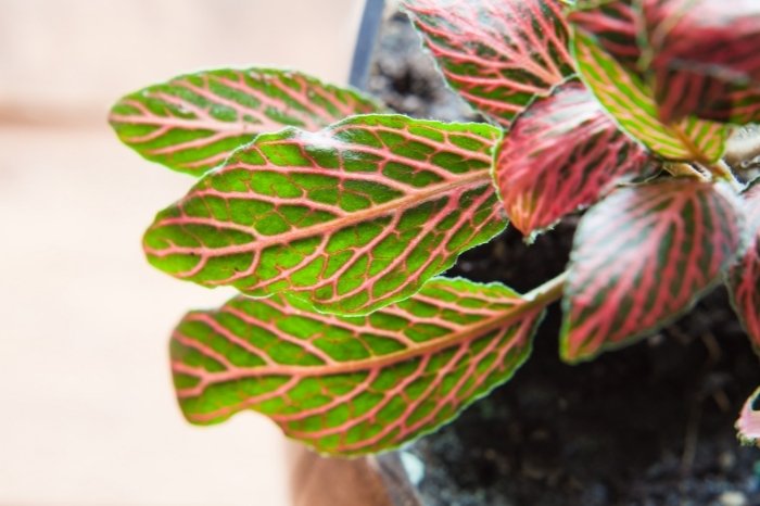 What To Plant With Snake Plants - Fittonia