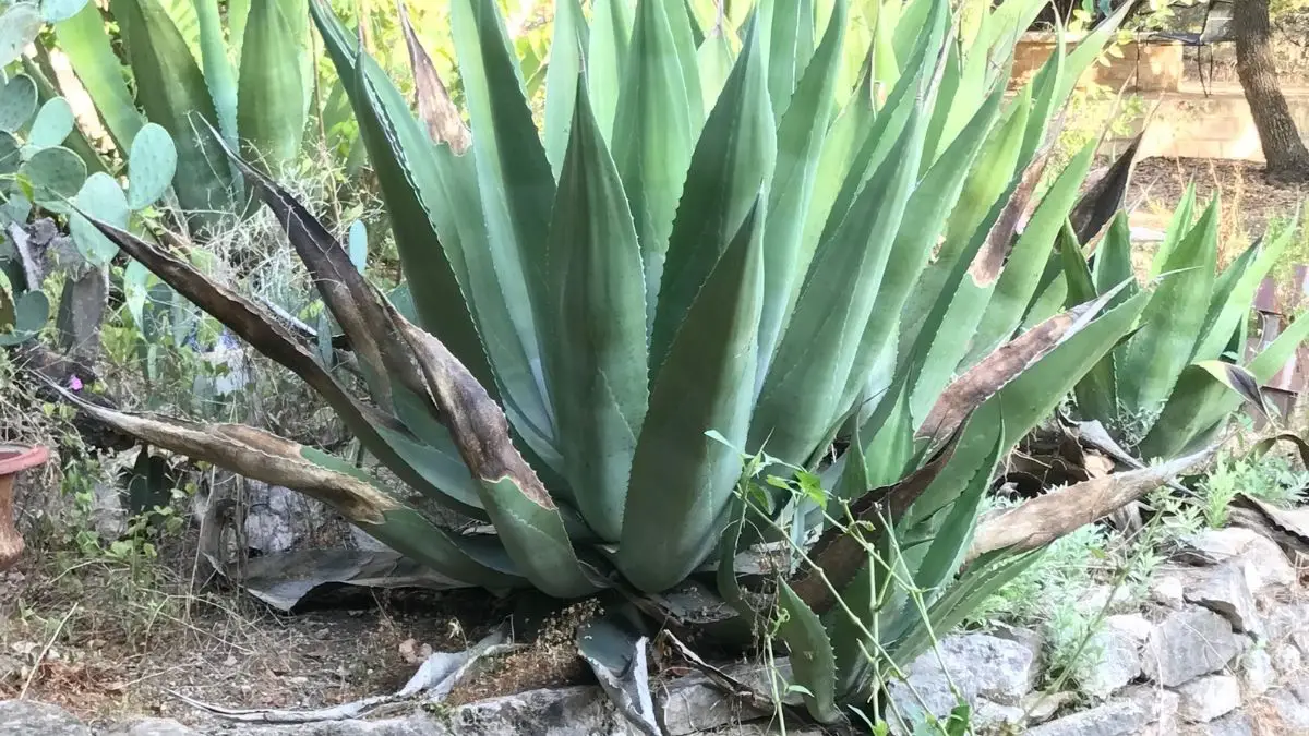 Why Is My Agave Plant Dying
