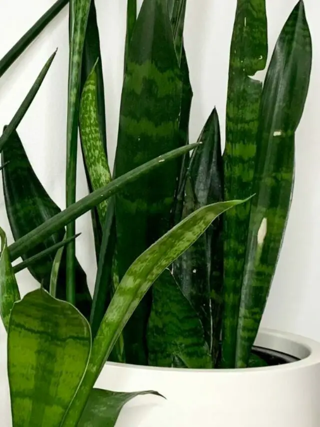 Things You Can Do To Fix A Snake Plant With Damaged Leaves
