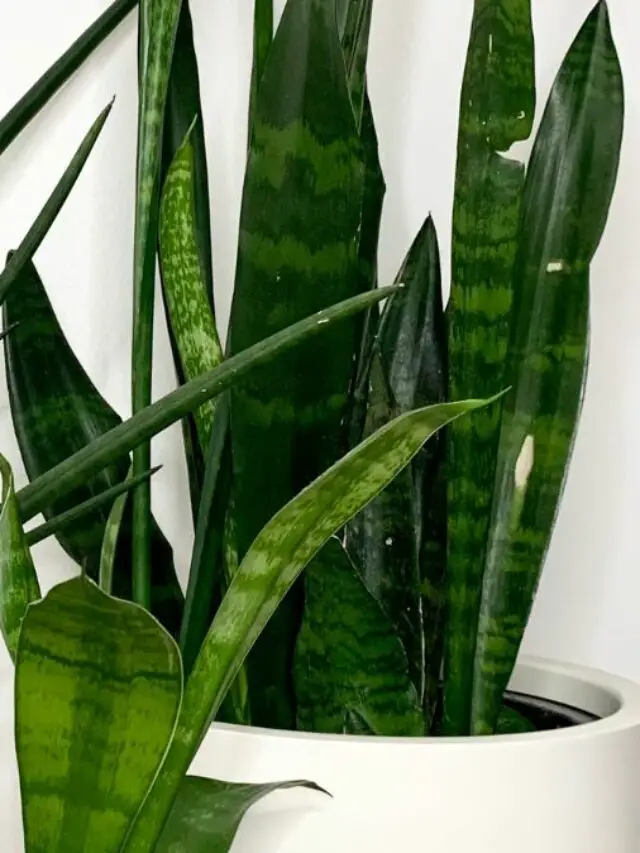 How To Fix A Snake Plant With Damaged Leaves