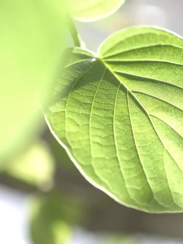 Why Do Plants Turn Light Green? 6 Common Reasons